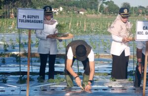 Pemkab Tulungagung Galakkan Penanaman Cabai untuk Kendalikan Inflasi