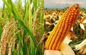 Bulog Tulungagung Konsisten Salurkan Bantuan Pangan