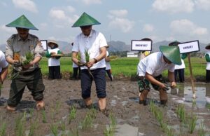 Pemkab Tulungagung Percepat Penanaman Padi untuk Antisipasi Dampak El Nino