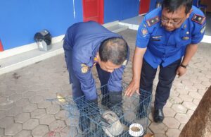 Damkar Tulungagung Evakuasi Trenggiling, Akan Diserahkan ke BKSDA Kediri