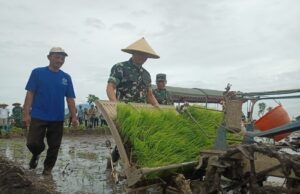 Kodim 0807/Tulungagung Dorong Ketahanan Pangan Lewat Penanaman Demplot Padi