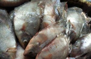 Harga Ikan Gurame Anjlok, Dinas Perikanan : Tunggu Bulan Puasa