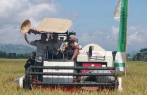 Surplus Padi Menurun, Pemkab Tulungagung Pastikan Stok Masih Aman