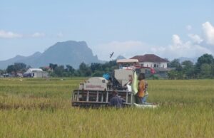 MT 1, Serapan Bulog Tulungagung Hampir Capai 100 Persen