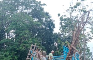 Panen Perdana Program Tebu Mandiri Di Wilayah BKPH Ngimbang KPH Mojokerto Hasil Produksinya Sangat Memuaskan Dan Sesuai Harapan.