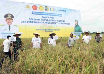 PLT BUPATI AHMAD BAHARUDIN; HASIL BUMI YANG MELIMPAH STOK PANGAN AMAN