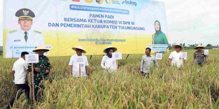 PLT BUPATI AHMAD BAHARUDIN; HASIL BUMI YANG MELIMPAH STOK PANGAN AMAN