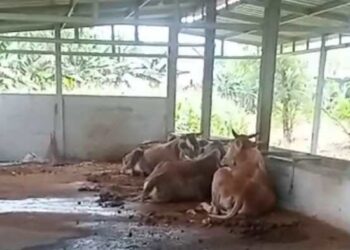 Dana Ketahanan Pangan Rp 230 Juta, Kandang Sapi Desa Slaharwotan Hanya Berisi 3 Ekor
