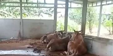 Dana Ketahanan Pangan Rp 230 Juta, Kandang Sapi Desa Slaharwotan Hanya Berisi 3 Ekor