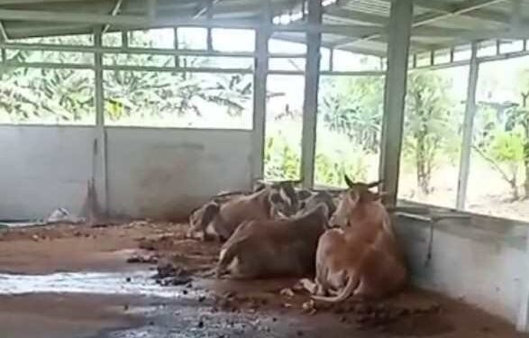 Dana Ketahanan Pangan Rp 230 Juta, Kandang Sapi Desa Slaharwotan Hanya Berisi 3 Ekor