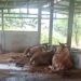 Dana Ketahanan Pangan Rp 230 Juta, Kandang Sapi Desa Slaharwotan Hanya Berisi 3 Ekor