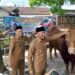 Hewan Kurban Sapi Dari Presiden RI Prabowo Subianto, Diserahkan Plt Bupati Tulungagung Ke Masjid Besar Syariful Muttaqin Boyolangu