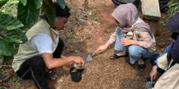 Perkuat Rantai Pasok Kopi Lokal Mojokerto, Mahasiswa KKN Dampingi Proses Edukasi Pembibitan dan Sortir Biji Kopi