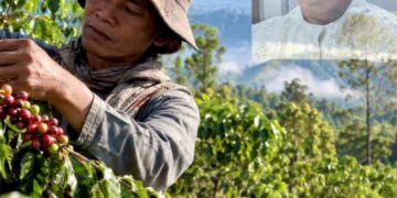 DARI BIBIT KE ALGORITMA : JALAN PANJANG MENUJU REVOLUSI KOPI INDONESIA (Bagian Ketiga).