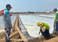 Produksi Garam Capai 1,3 Ribu Ton Per Agustus, Optimis Capai Target pada Tribulan IV