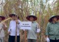 Panen Perdana Bongkar Ratoon Tulungagung, Produktivitas Tebu Ditarget Naik 120 Ton per Hektare