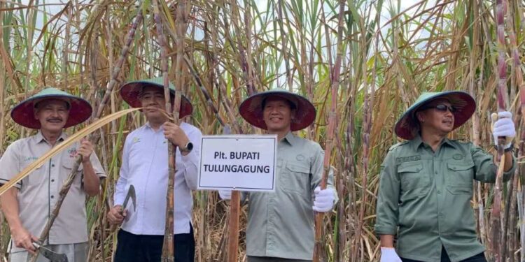 Panen Perdana Bongkar Ratoon Tulungagung, Produktivitas Tebu Ditarget Naik 120 Ton per Hektare